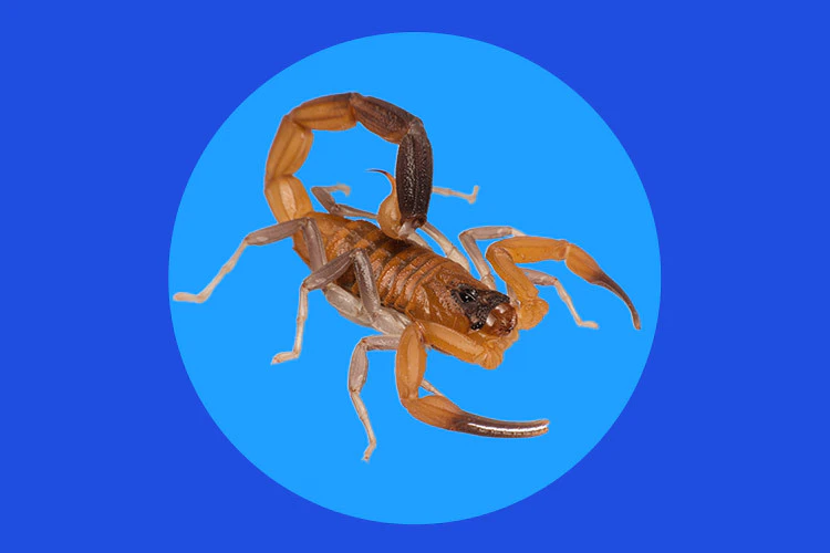 Escorpión Azul